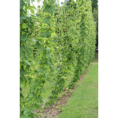 Mature FIELD hop plant - ORDERS OF 10 AND MORE